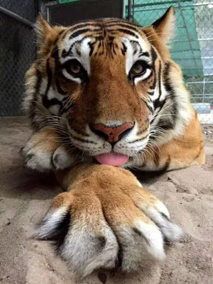 Смешной тигр арт - 70 фото
