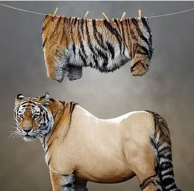 15 самых смешных фото котов, которые возомнили себя тиграми - Летидор