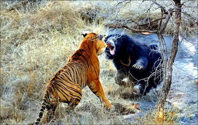 Фото приколы про тигра