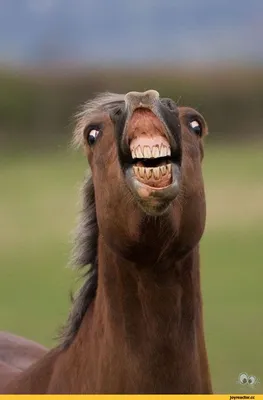 Смешные фото коней 