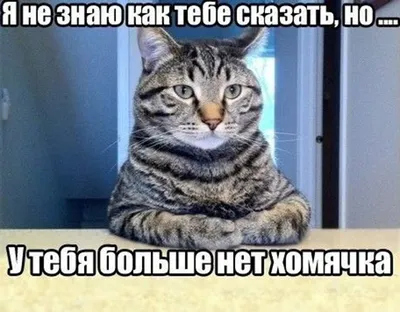 20 прикольных мемов про котов и собак | Mixnews