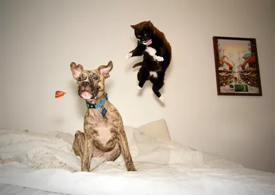 Самые смешные картинки кошек и собак (74 фото)