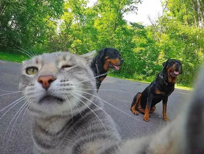 Самые смешные коты и собаки - 70 фото