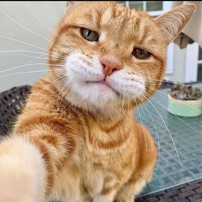 Sapid Tv - Смешные кошки 2019 КОТЫ и СОБАКИ 2019 Смешные... | Facebook