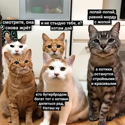 Смешные кошки коты и собаки 2018 Видео Приколы про животных » uCrazy.ru -  Источник Хорошего Настроения
