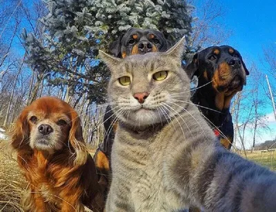Животные: смешные фото котов и собак. Смешные фотографии животных