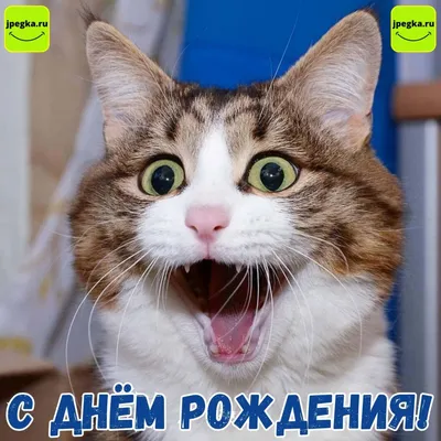 Наклейка на авто Кот саймон с битой прикольные смешные коты - купить по  выгодным ценам в интернет-магазине OZON (708989318)