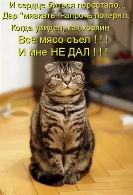 Маленькие котики фото/ Фото кошек прикольные! | By Наши котейки | Facebook