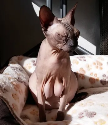 Беременная лысая кошка - 63 фото
