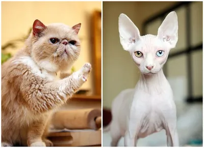 Инопланетный кот сфинкс | Facebook