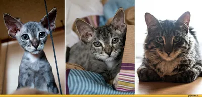 Животные, #Коты, #Корона, #аватары, #картинки, #фото, #авы,  https://avatarko.ru/kartinka/15927 | Красивые кошки, Сумасшедшие кошки,  Кошка сфинкс
