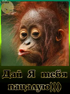 Смешные фото обезьян с надписью 