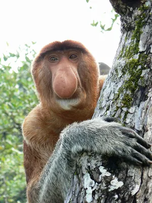 Full HD изображения обезьян с забавными надписями. | Прикольные обезьян с надписью  Фото №1438696 скачать