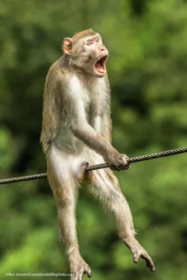 Фотографии обезьян с надписями: бесплатные обои для всех устройств! |  Прикольные обезьян с надписью Фото №1438645 скачать