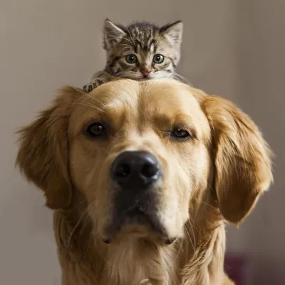 Дружить как кошка с собакой | Gatti, Cani, Cuccioli