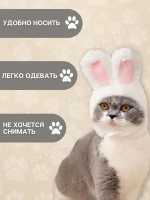 Смешные, позитивные фото кошек. Коты, которые рассмешат каждого 😂.  Интересная информация про кошек | Все про кошек | Дзен