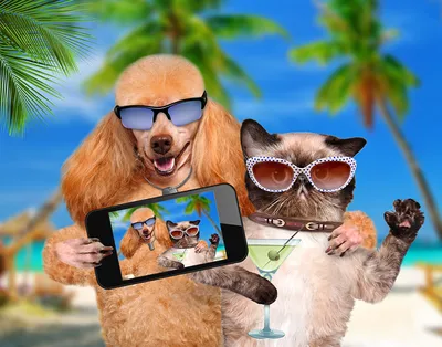 СМЕШНЫЕ ЖИВОТНЫЕ 2020 / ПРИКОЛЫ КОТЫ СОБАКИ, ЛУЧШИЕ ПРИКОЛЫ с Кошками и  Собаками Funny Cats - YouTube