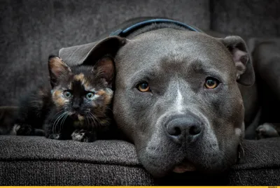 Как достать хозяев за 2 секунды: смешные фото собак и кошек