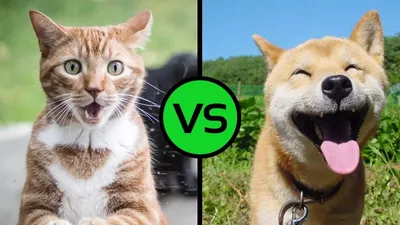 Смешные животные – Смешные кошки/собаки – Смешные видео с животными 293 -  Mover.uz