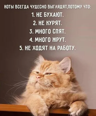 Смешные фото про котов с надписью фотографии