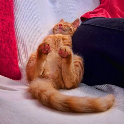 Смешные фото рыжих котов 