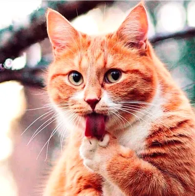 Хитрый рыжий кот - 66 фото