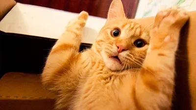РЫЖИЕ КОШКИ самые смешные? 😸 Лучшие приколы с рыжими котами| СМЕШНЫЕ  ЖИВОТНЫЕ| FUNNIEST GINGER CATS - YouTube