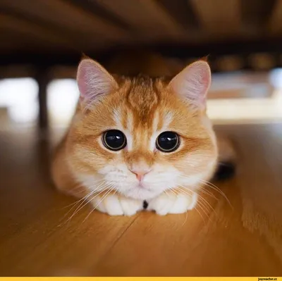 pisco_cat / рыжий кот :: глазки :: котейка / смешные картинки и другие  приколы: комиксы, гиф анимация, видео, лучший интеллектуальный юмор.