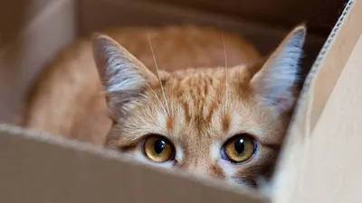 Ученые: коты пользуются коробки не для забавы | Телерадиокомпания Гомель