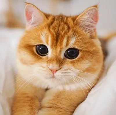 Рыжий-полосатый. Восхитительная фотоподборка ярких котиков. | Жизнь  Животных | Дзен