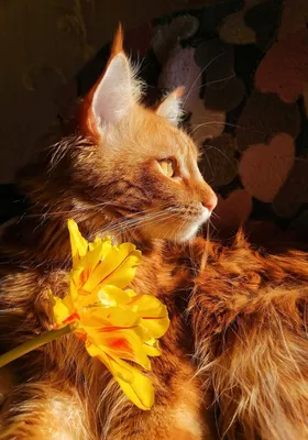 Довольный рыжий кот - 69 фото