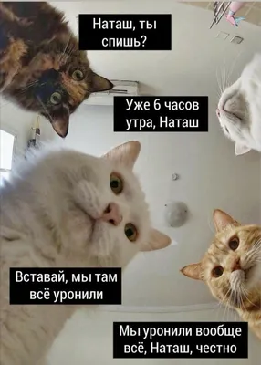 Рыжий кот | Милые котики, Рыжий кот, Котята