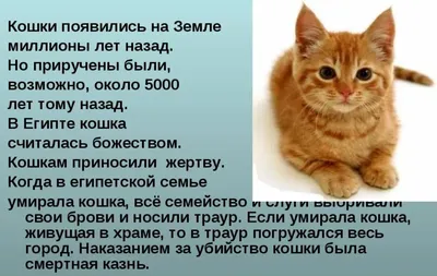 Наглый рыжий кот - 73 фото