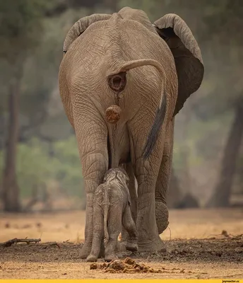 Смешные фото слонов 