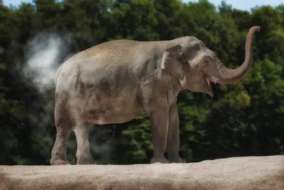 Парк слонов в Сочи - два слона и 1000 рублей за вход | Эксперт Бо | Дзен