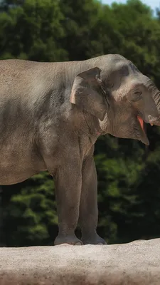 два слона обнимаются и целуются, слон смешные картинки, слон, смешной фон  картинки и Фото для бесплатной загрузки