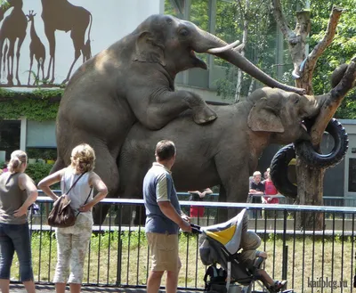 Фотографии Слоны Смешные животное Крупным планом 1080x1920
