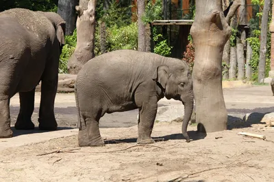 Купить фигурка Zoo Landia Смешные животные Смешные жиотные Слон, цены на  Мегамаркет