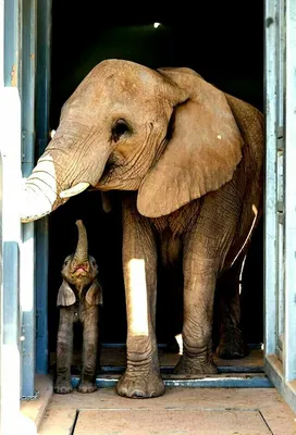 Смешной пльюшавый слон с очками» — создано в Шедевруме