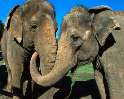 С Днем голубых слонов! Смешные поздравления в теплый праздник 11 марта |  Курьер.Среда | Дзен