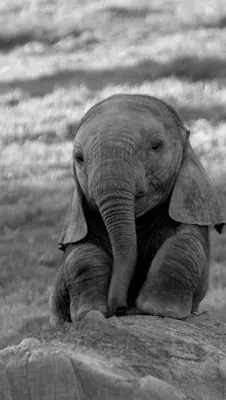Большая любовь: необычайно трогательные и милые фотографии слонов | Не  может быть! | Дзен