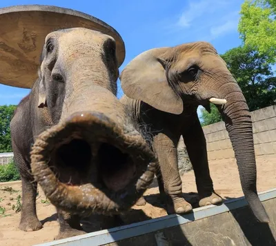 22 сентября — Всемирный день слонов. Милые факты о самых крупных  млекопитающих