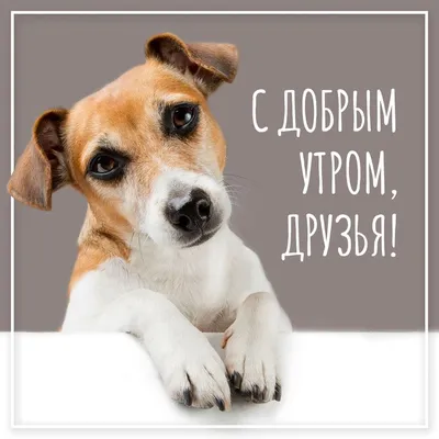 Пазл Trefl Смешные портреты собак 2000элементов 27119 купить по цене 849 ₽  в интернет-магазине Детский мир