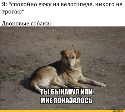 Российская Фабрика Виниловых Наклеек Наклейки на телефон Мем пес прикол 3D  стикеры Мемные собаки