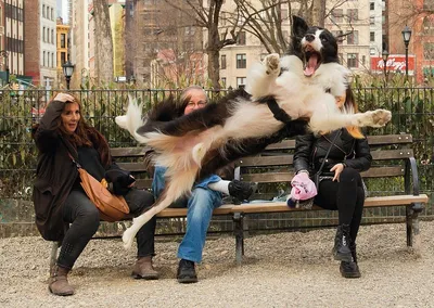 Самые смешные породы собак! | МанкиБлог | Дзен