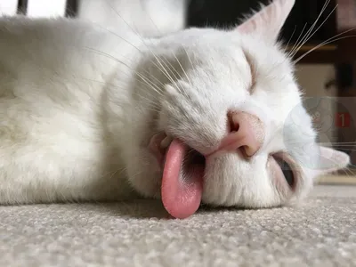 Смешной спящий кот - 69 фото