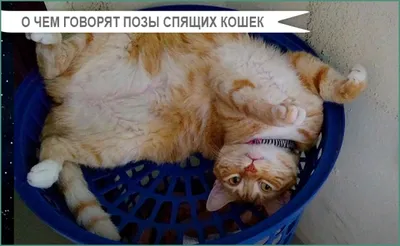 Самый милый флешмоб: в сети показали забавные фото со спящими котами — УНИАН