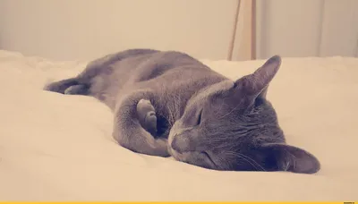 О чем говорят позы спящих кошек