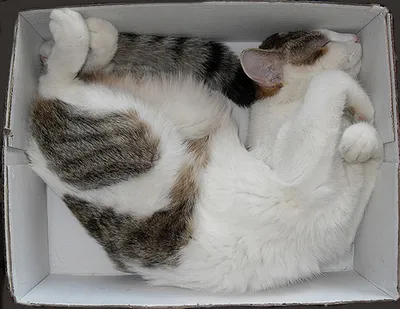 Коты могут спать где угодно: В сети появились смешные фото спящих кошек