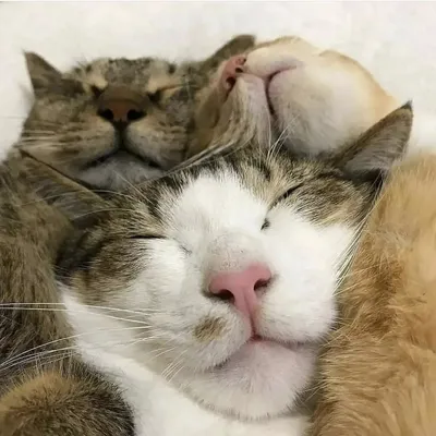 Фотогалерея - Как спят кошки - Забавные фото кошек